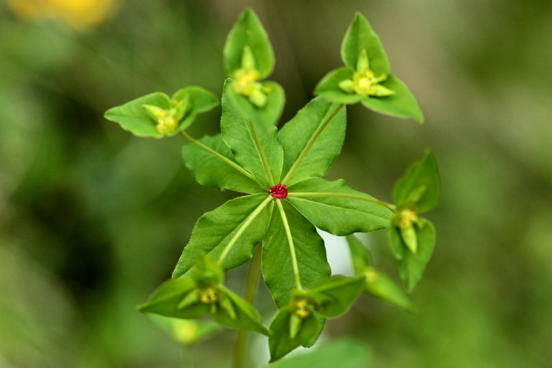 Euphorbia dulcis